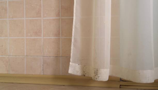 Best Mold Odor Removal Services  in Cedaredge, CO