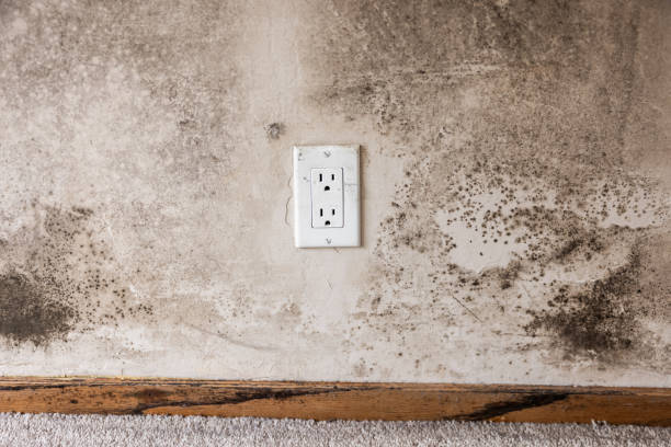 Best Emergency Mold Remediation  in Cedaredge, CO