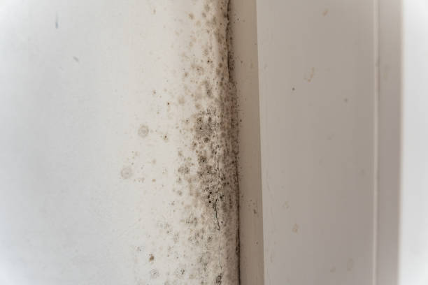 Best Mold Odor Removal Services  in Cedaredge, CO