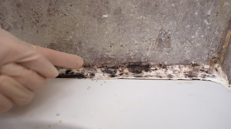 Best Mold-Related Health Consultation  in Cedaredge, CO