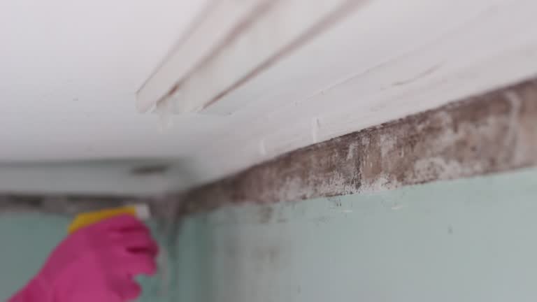 Best Airborne Mold Testing  in Cedaredge, CO
